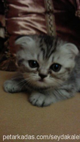 yavruşkolar Dişi Scottish Fold