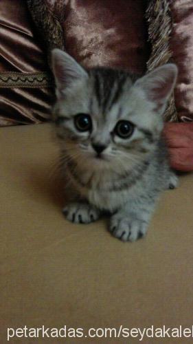 yavruşkolar Dişi Scottish Fold