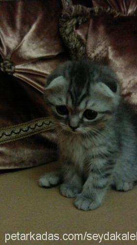 yavruşkolar Dişi Scottish Fold