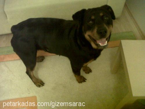 maya Dişi Rottweiler