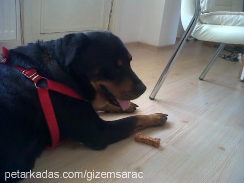 maya Dişi Rottweiler