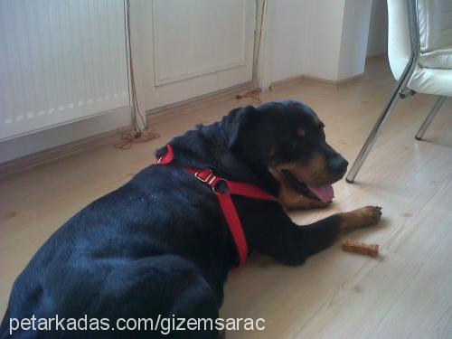 maya Dişi Rottweiler