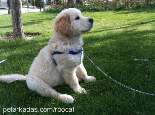 roocat Erkek Golden Retriever