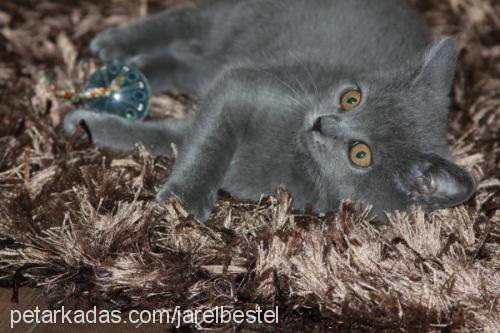 bıdık Dişi British Shorthair