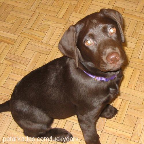 dark Erkek Labrador Retriever