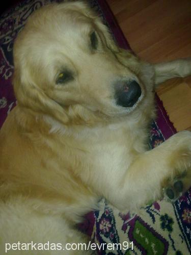 paşa Erkek Golden Retriever