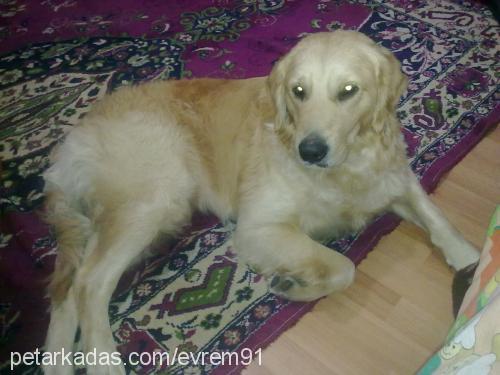 paşa Erkek Golden Retriever