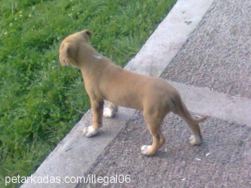 sarı Dişi Amerikan Pitbull Terrier