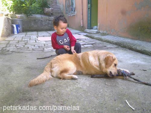 pamela Dişi Golden Retriever