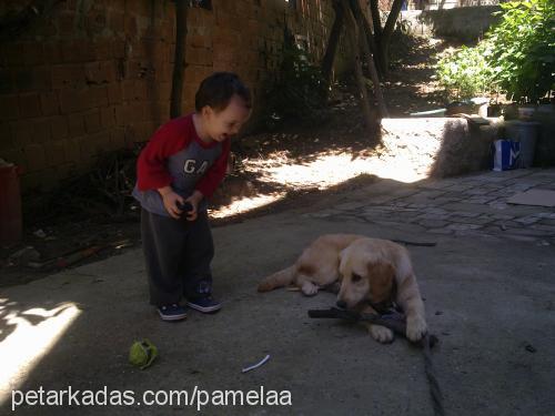 pamela Dişi Golden Retriever