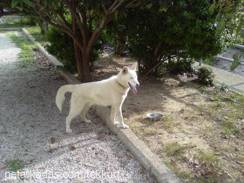 hayalet Erkek Sibirya Kurdu (Husky)