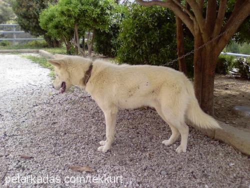 hayalet Erkek Sibirya Kurdu (Husky)