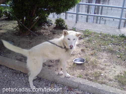 hayalet Erkek Sibirya Kurdu (Husky)