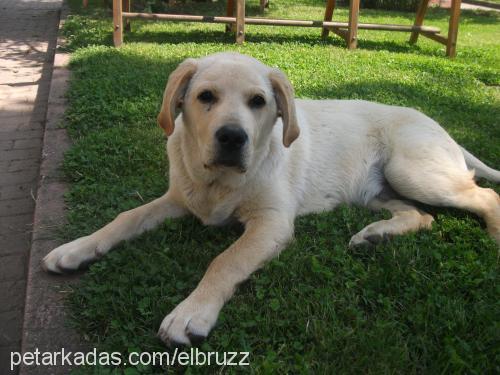 robin Erkek Labrador Retriever