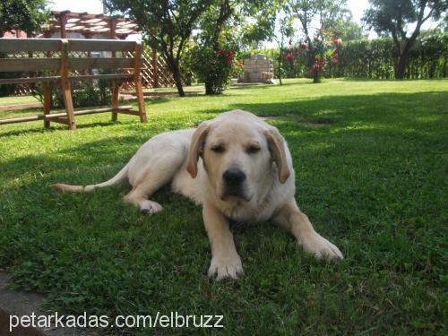 robin Erkek Labrador Retriever