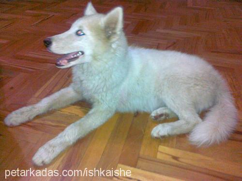 maya Dişi Sibirya Kurdu (Husky)