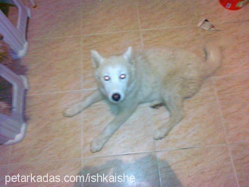 maya Dişi Sibirya Kurdu (Husky)