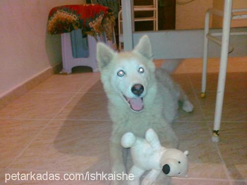 maya Dişi Sibirya Kurdu (Husky)