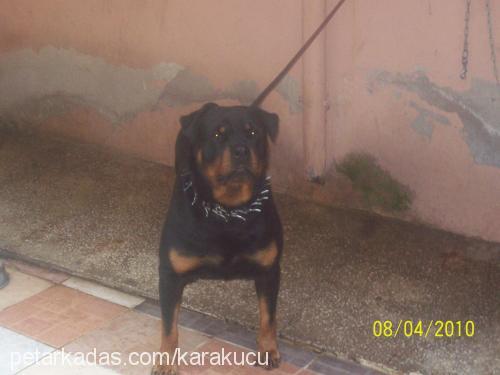 zeus Erkek Rottweiler