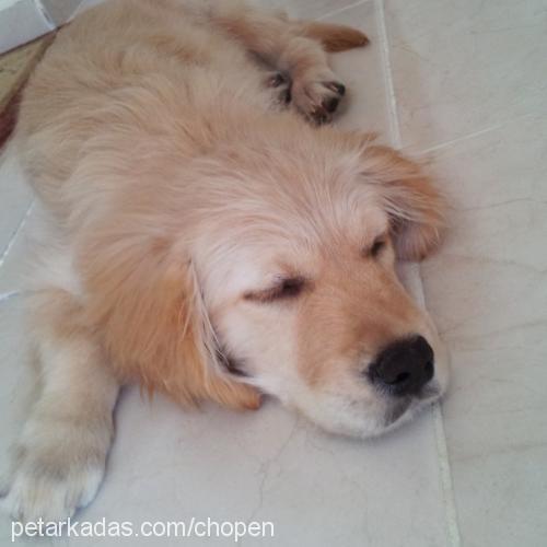 chopen Erkek Golden Retriever