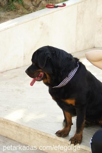 angel Dişi Rottweiler