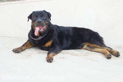 angel Dişi Rottweiler