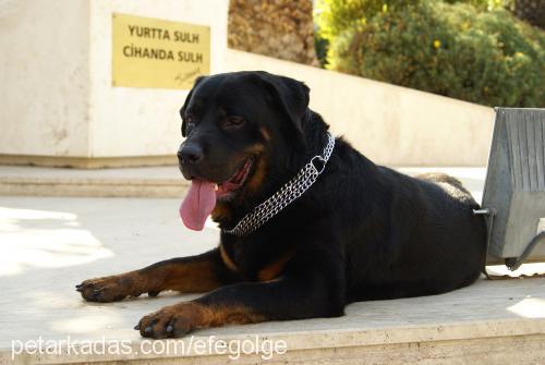 angel Dişi Rottweiler