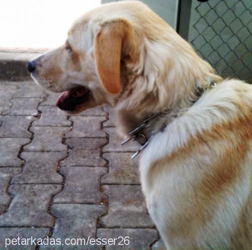 kral Erkek Golden Retriever