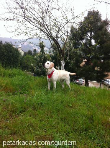 ares Erkek Labrador Retriever