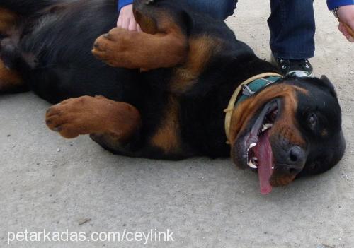 baron Erkek Rottweiler