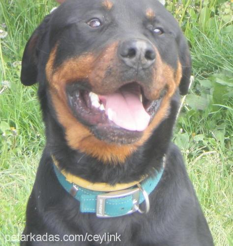 baron Erkek Rottweiler