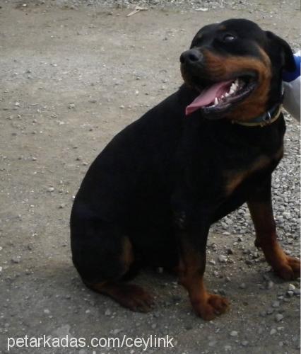 baron Erkek Rottweiler