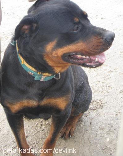 baron Erkek Rottweiler