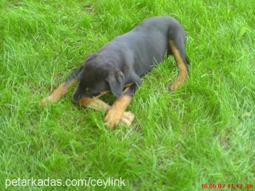 baron Erkek Rottweiler