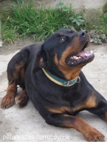 baron Erkek Rottweiler