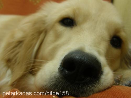 paris Dişi Golden Retriever