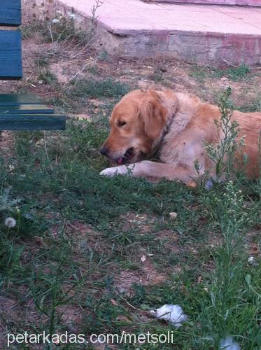 leika Dişi Golden Retriever