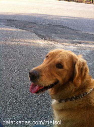 leika Dişi Golden Retriever