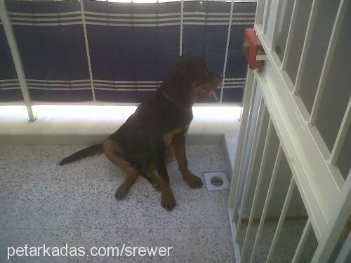 ares Erkek Rottweiler