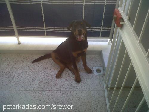 ares Erkek Rottweiler