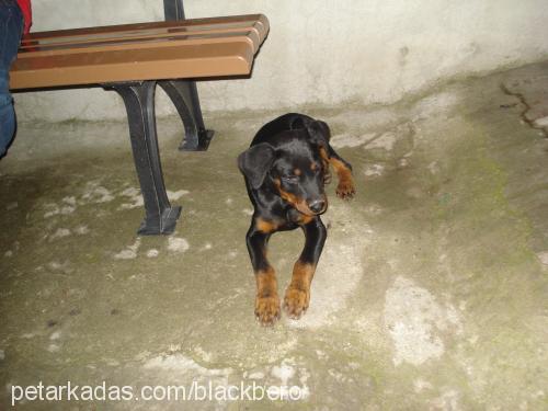 lessi Dişi Rottweiler