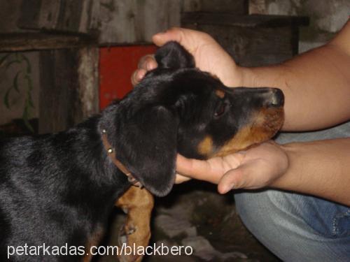 lessi Dişi Rottweiler