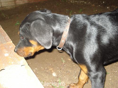 lessi Dişi Rottweiler