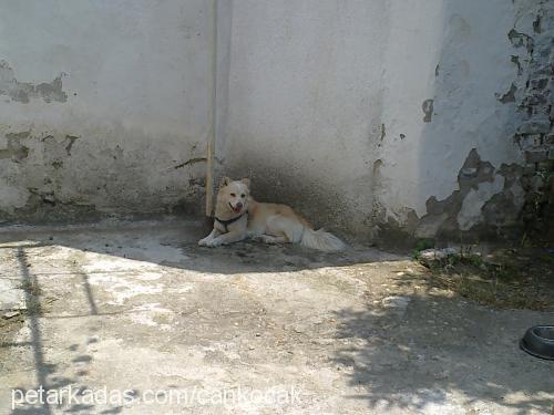 paşa Erkek Russian Spaniel