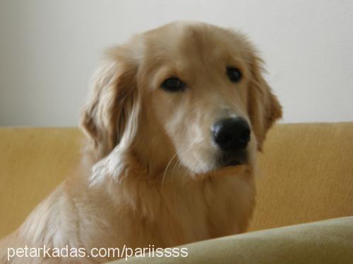 paris Dişi Golden Retriever