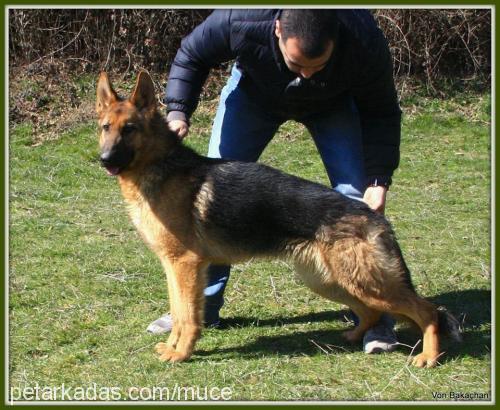 tizia Dişi Alman Çoban Köpeği