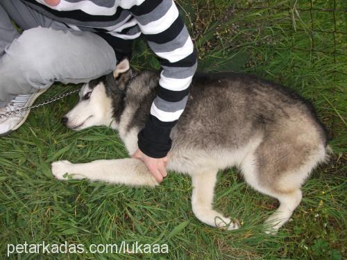 luka Erkek Sibirya Kurdu (Husky)