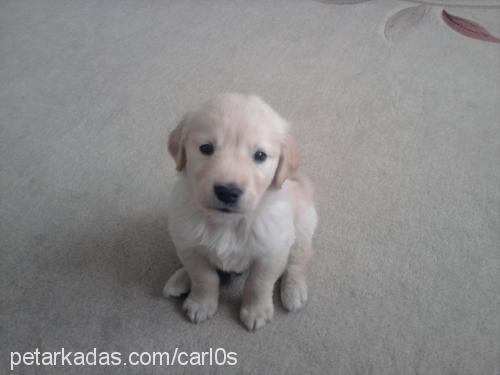 carlos Erkek Golden Retriever