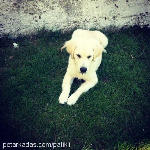 gofret Erkek Golden Retriever