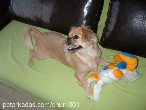 kivi Dişi Tibetli Spaniel